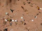 7212 A4698 jungle butterflies.jpg
