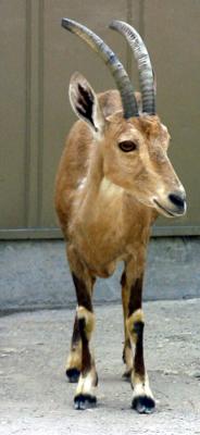 Ibex.jpg