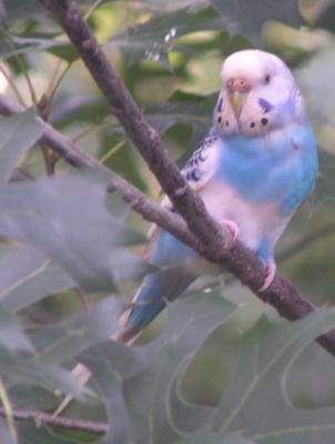 This budgie shows up every day.