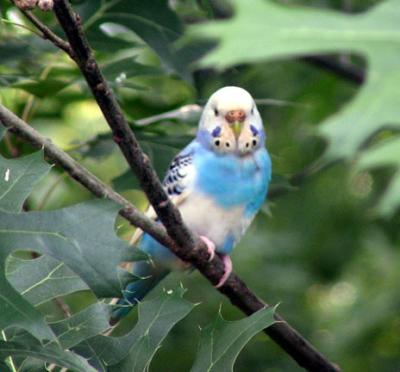 Visitor to my garden
