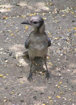 Immature bluejay
