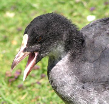 u30/cwright/upload/18673913.bird2.JPG