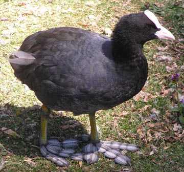 Check out the feet.