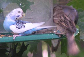 MY GARDEN WITH A VISITING BUDGIE