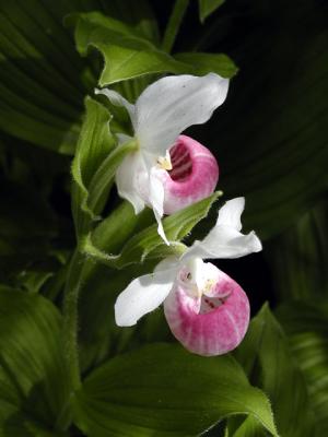 Wild Lady Slipper Orchids