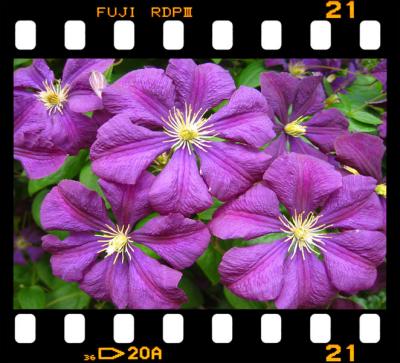 clematis