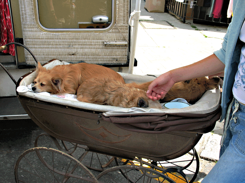 LET SLEEPING DOGS LIE