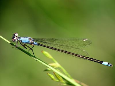 dragonfly2091.jpg