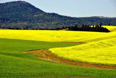 Palouse