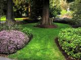 Front yard