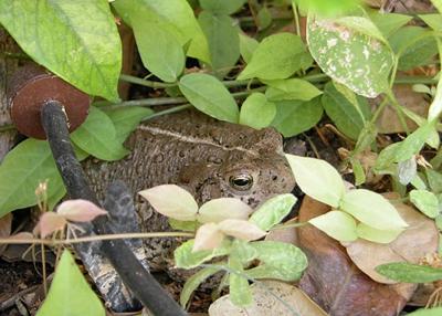 MrToad.jpg