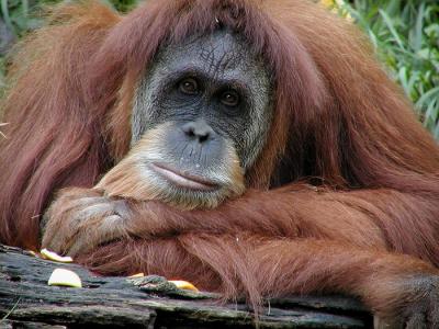 orangutan Cincinnati Zoo