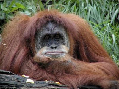 orangutan Cincinnati Zoo