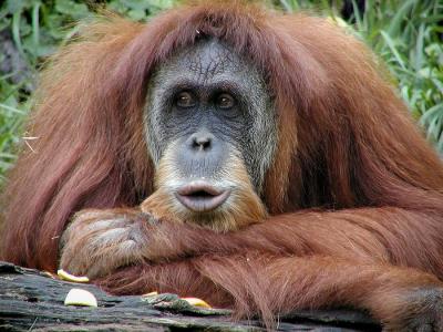 orangutan Cincinnati Zoo
