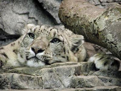 snow leopard Cincinnati Zoo