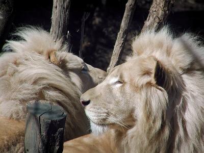 white lions Cincinnati Zoo