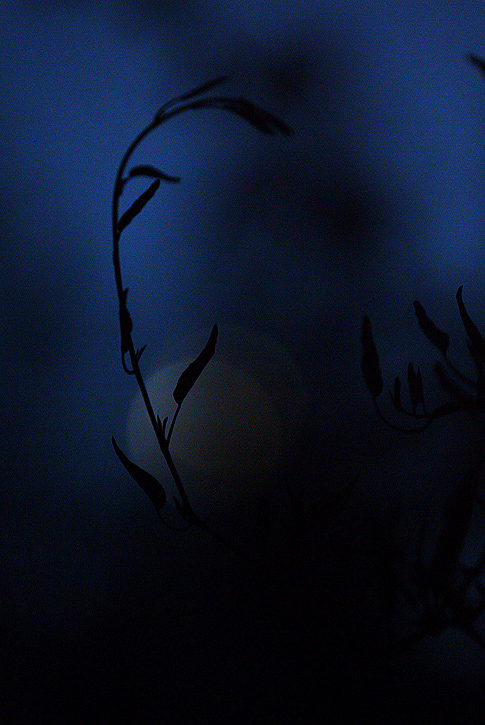 DSCF0147_Setting Moon.JPG