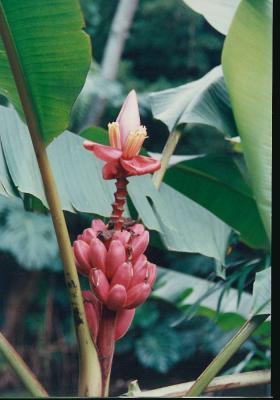 Medellin Botanical Gardens