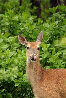 GlacierNP-Finger Licking GoodW.jpg