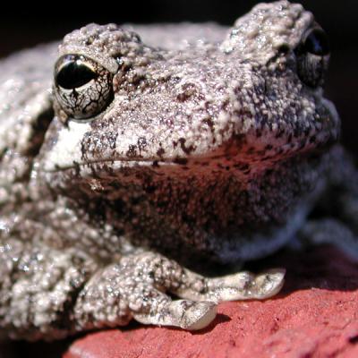 Toad cropped