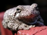 Toad