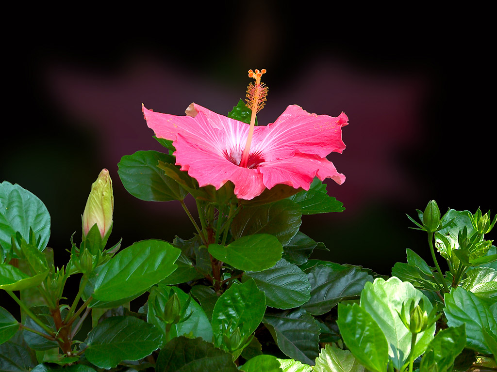 Hibiscus Bloom