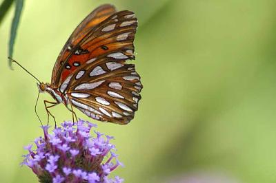 Gulf-Fritillary.jpg