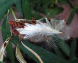 Milkweed-Seed-pod.jpg