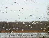 SnowGeese2W.jpg