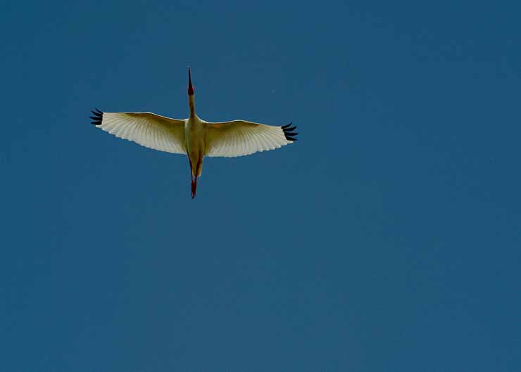 White-Ibis.jpg
