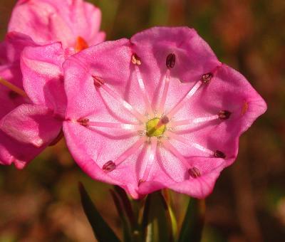 Western Bog Laural