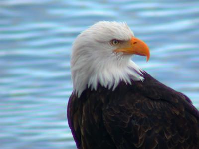 Eagle on North Douglas Island