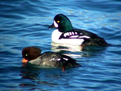 Goldeneye pair