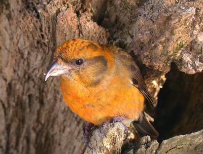 Red Crossbill