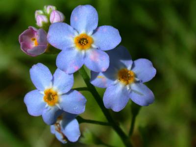 Forget-me-notThe Alaska State Flower