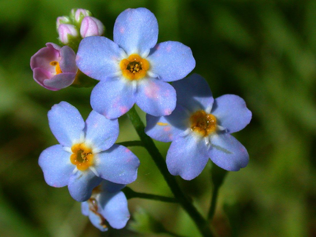 Forget-me-not<br>The Alaska State Flower