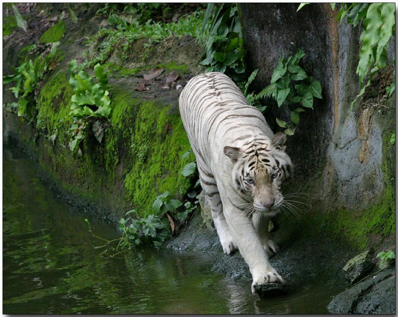 White Bengal Tiger