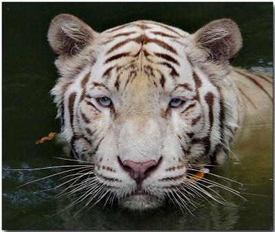White Bengal Tiger - Cooling off