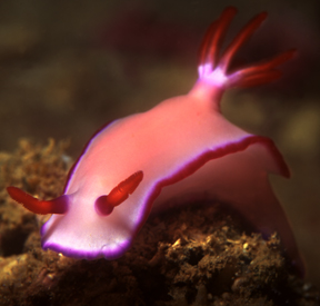 nudibranch pink.jpg