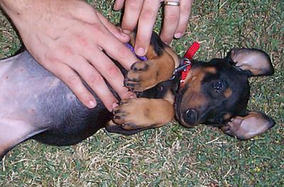 Belly and floppy ears
