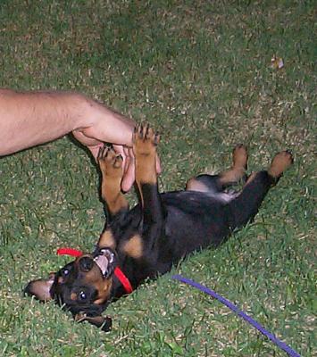 Playful