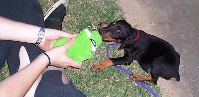 Tug-o-War