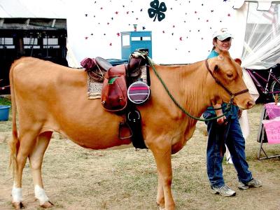 Horse for hire