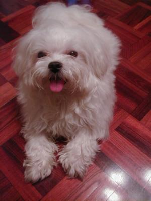 my dog.jpg