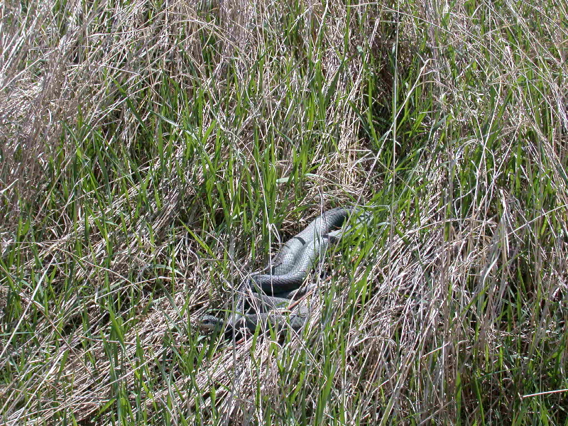 Blue Racer Hiding