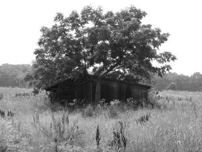 Beauty - it is in the eye of the beholder, and this beholder finds old sheds and barns beautiful!