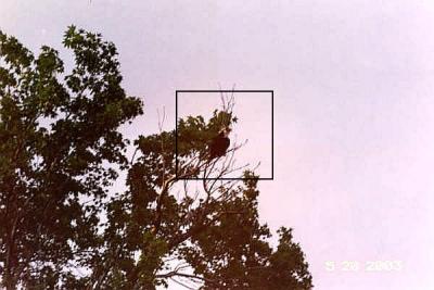 Can you see the Osprey in the tree? (let me help)