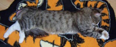 u30/evagun/medium/19159922.Aslanspot.jpg