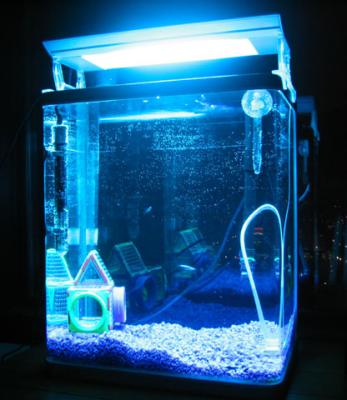Freshwater Fish Tank !