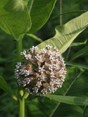 141_4169-milkweed-july-2.jpg